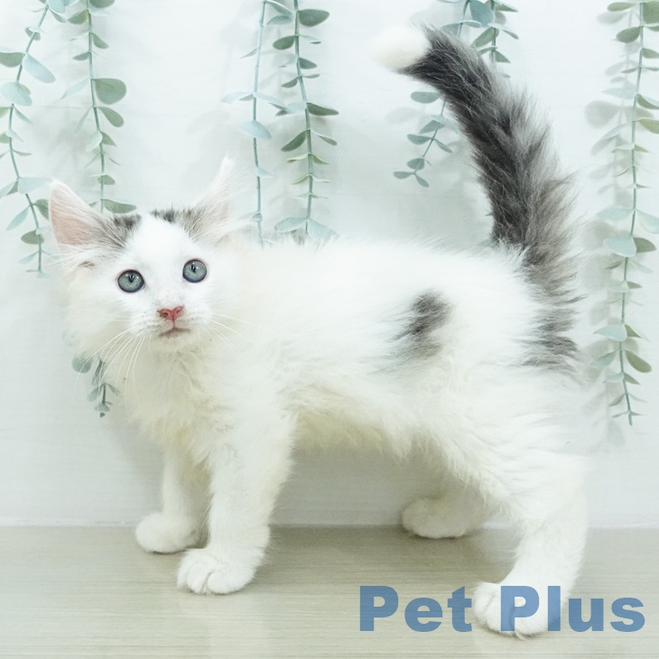 ノルウェージャンフォレストキャットの写真2