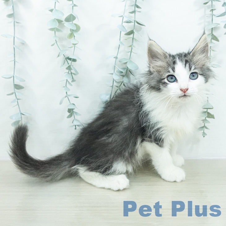 ノルウェージャンフォレストキャットの写真2