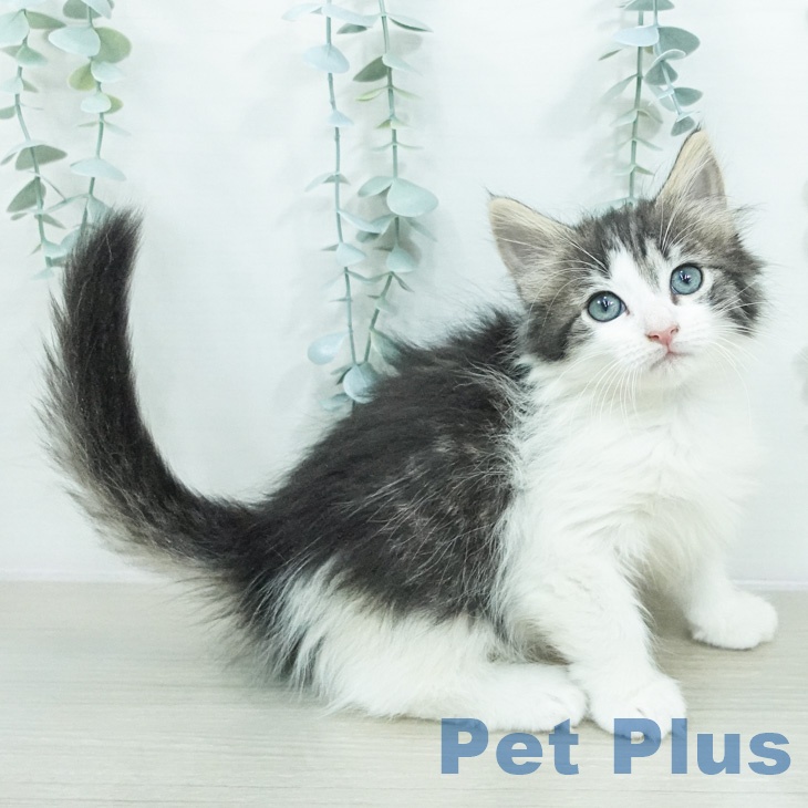 ノルウェージャンフォレストキャットの写真2