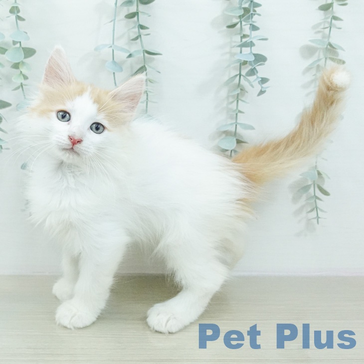 ノルウェージャンフォレストキャットの写真2