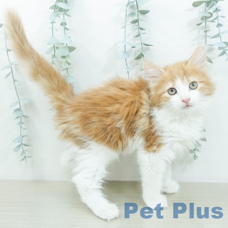 ノルウェージャンフォレストキャット