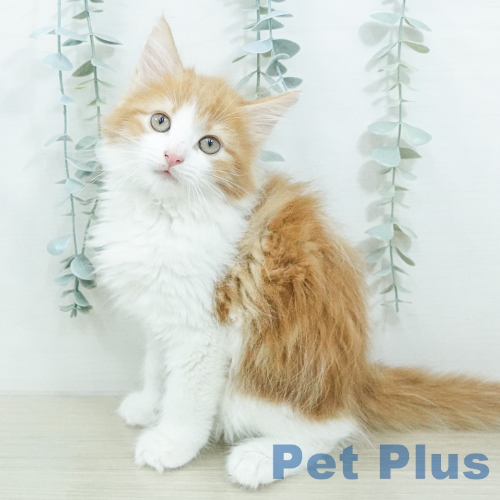ノルウェージャンフォレストキャットの写真2
