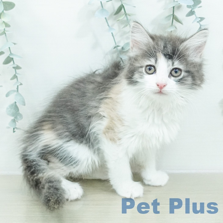 ノルウェージャンフォレストキャットの写真2