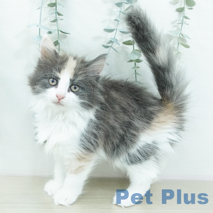 ノルウェージャンフォレストキャット