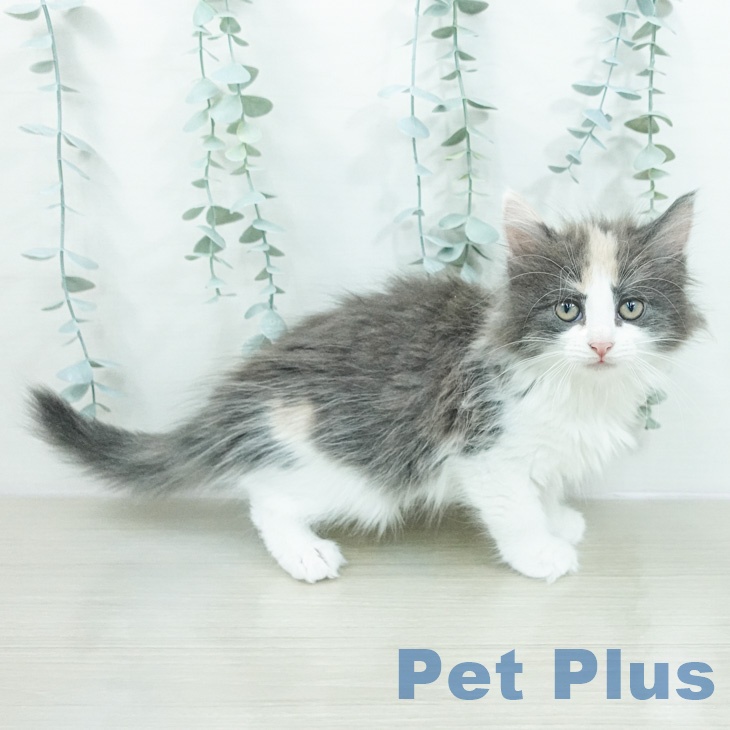 ノルウェージャンフォレストキャットの写真2