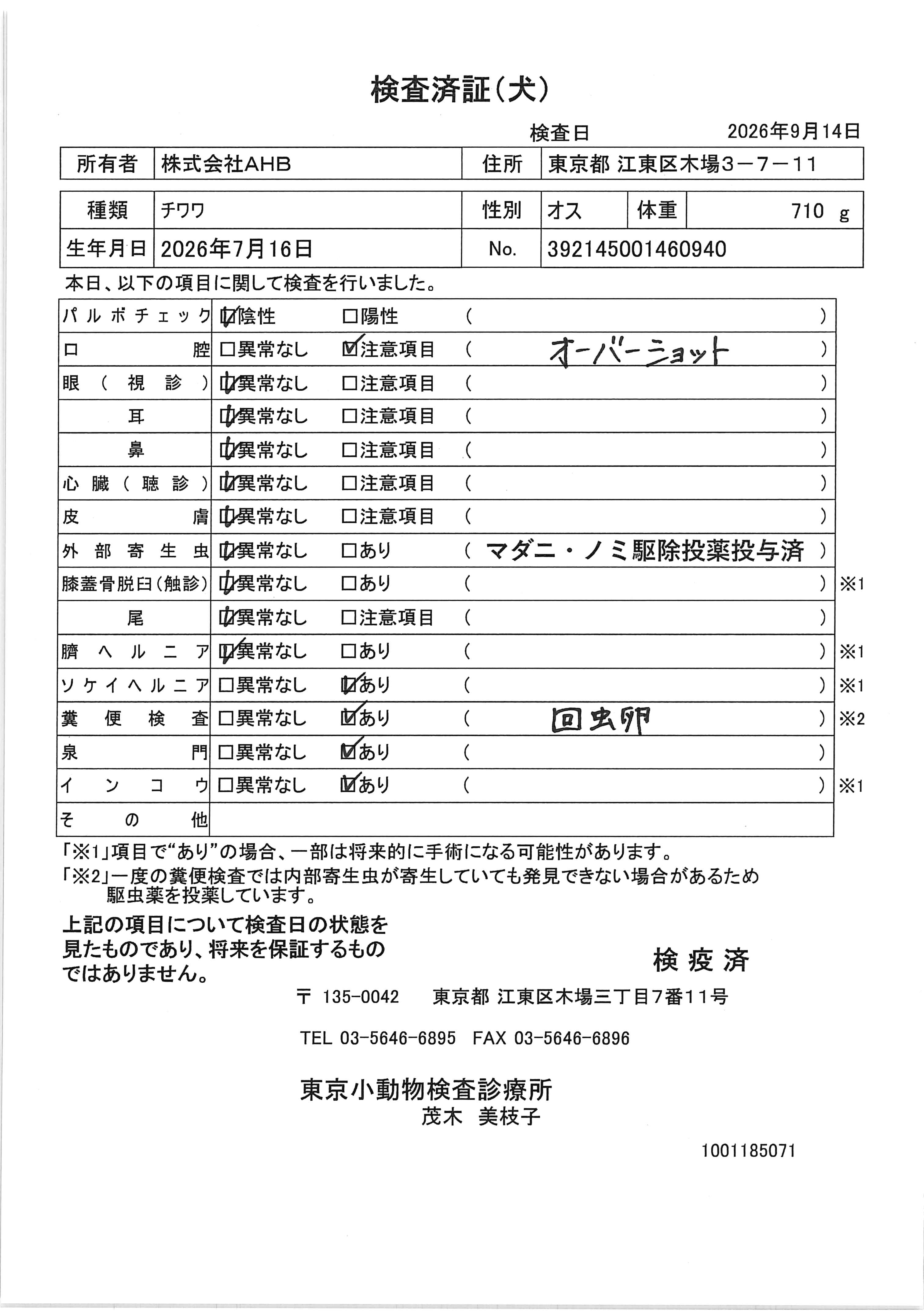 チワワ