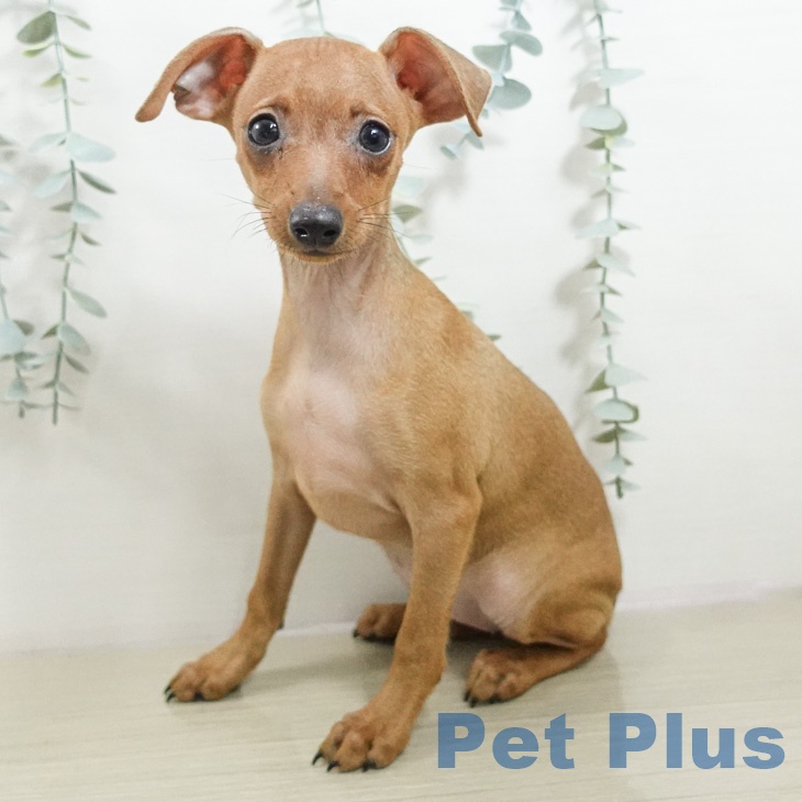 ミニチュア・ピンシャーの写真2