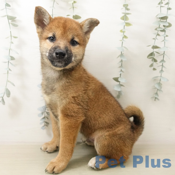 柴