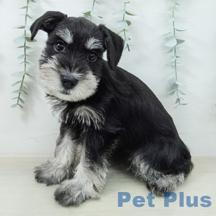 ミニチュア・シュナウザーの写真2