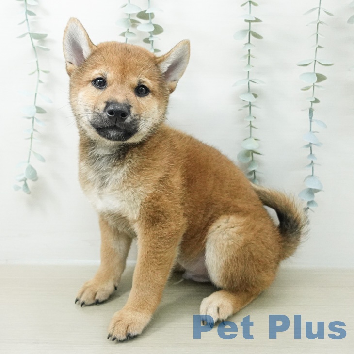 柴