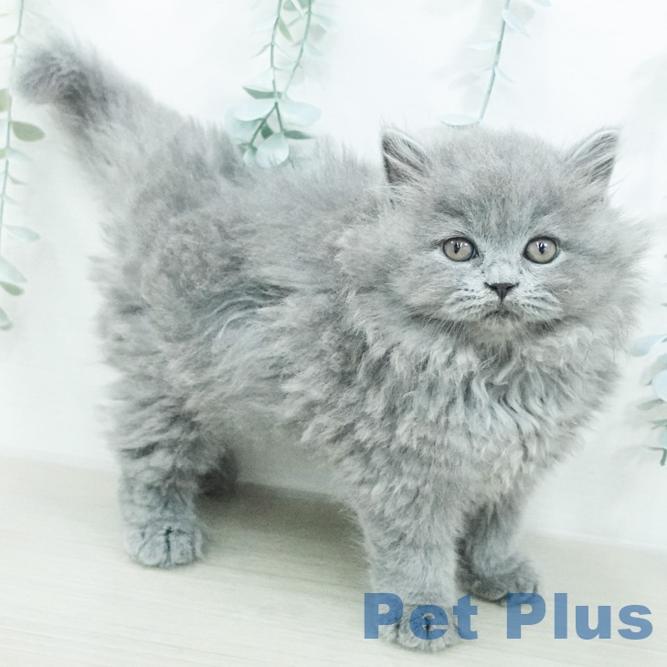 ブリティッシュショートヘアの写真2