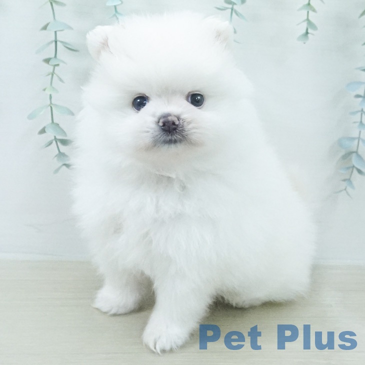 ポメラニアンの写真2