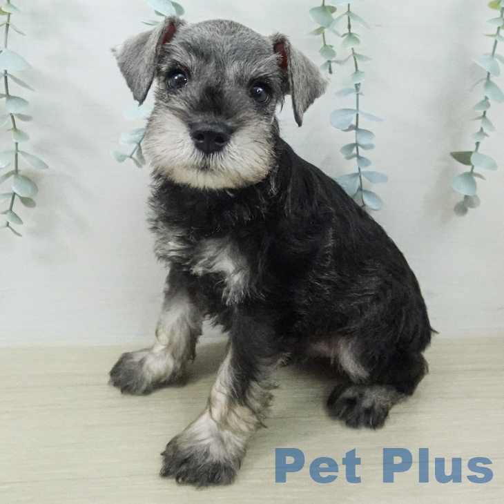 ミニチュア・シュナウザー