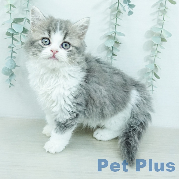 スコティッシュフォールド