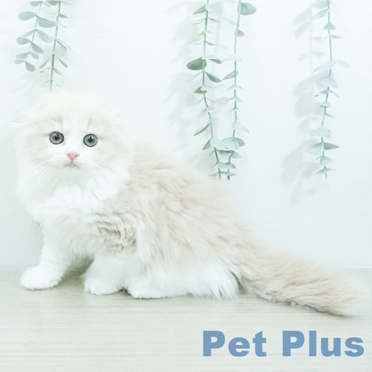 スコティッシュフォールドの写真2