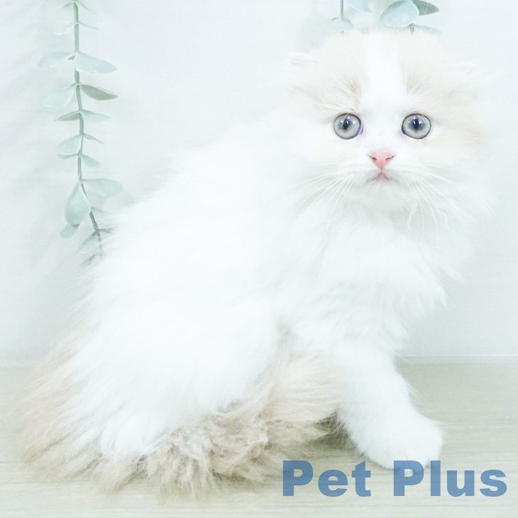 スコティッシュフォールドの写真2
