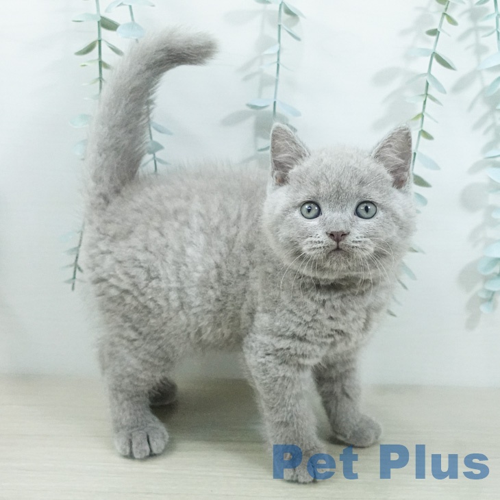 ブリティッシュショートヘアの写真2