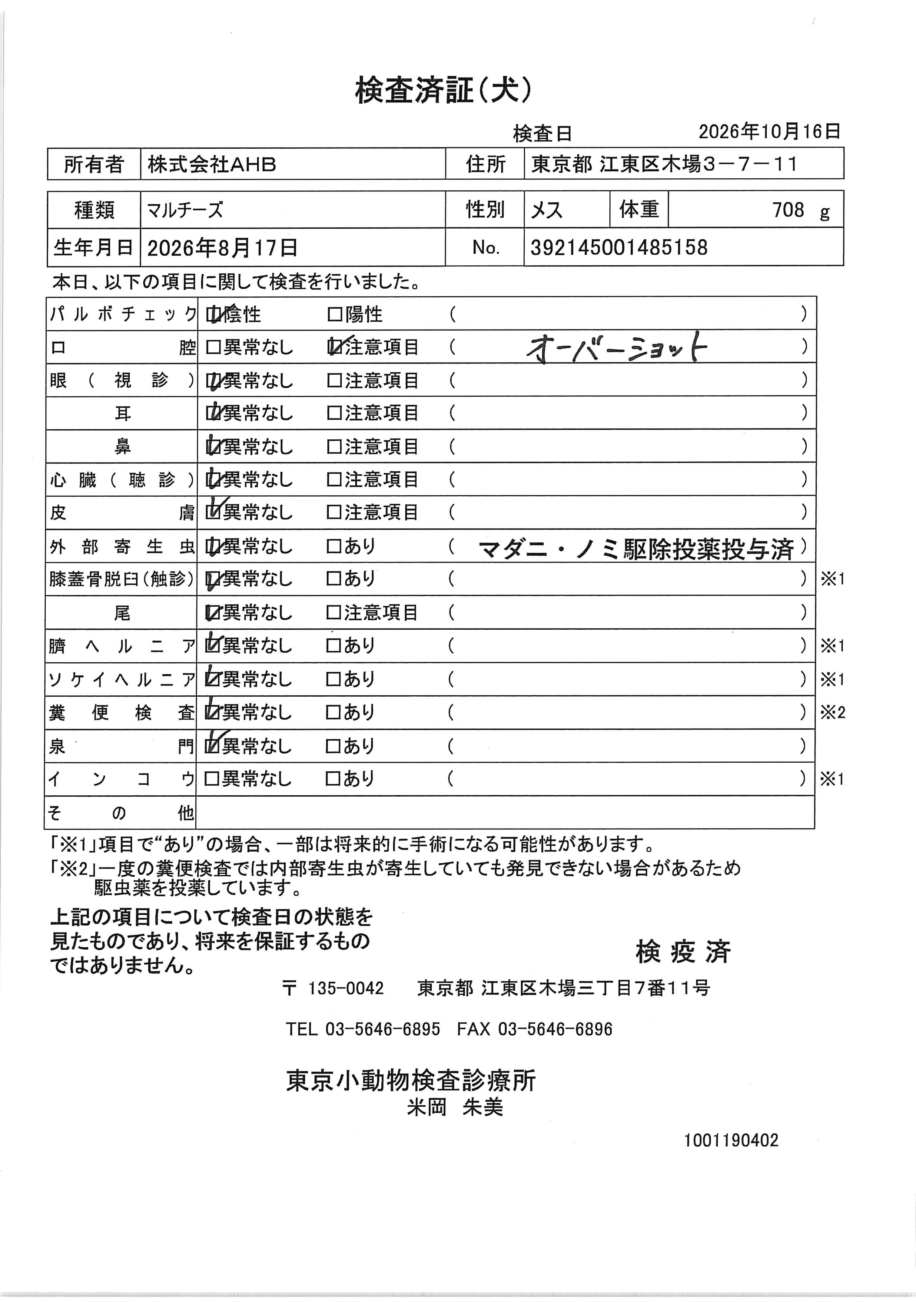 マルチーズ