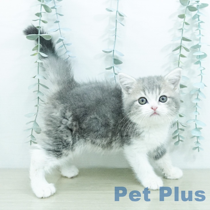 スコティッシュフォールドの写真2
