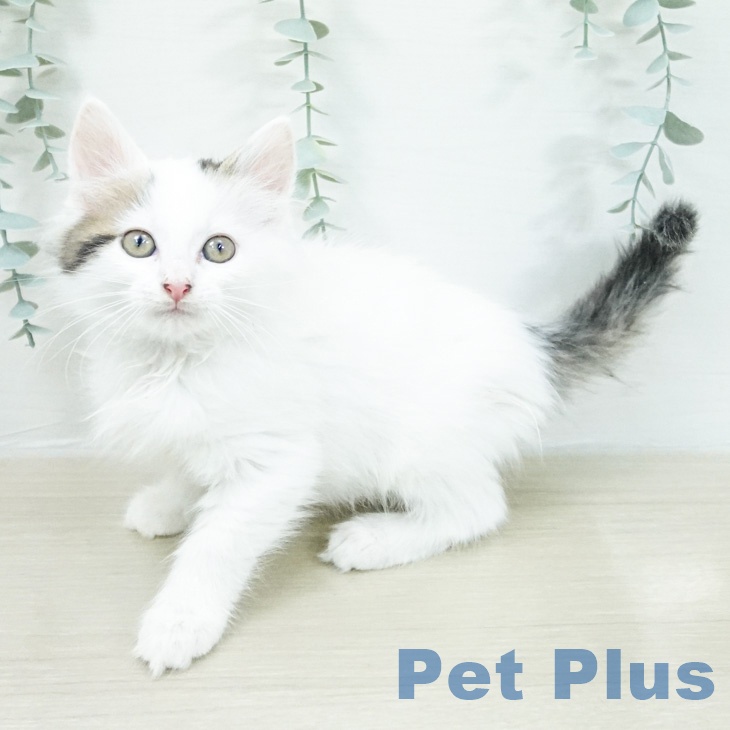 ノルウェージャンフォレストキャットの写真2