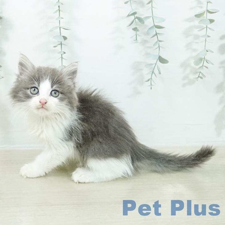 ノルウェージャンフォレストキャットの写真2