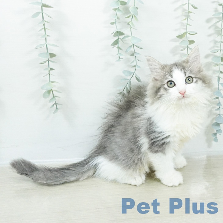 ノルウェージャンフォレストキャットの写真2