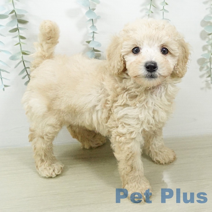 トイ・プードルの写真2