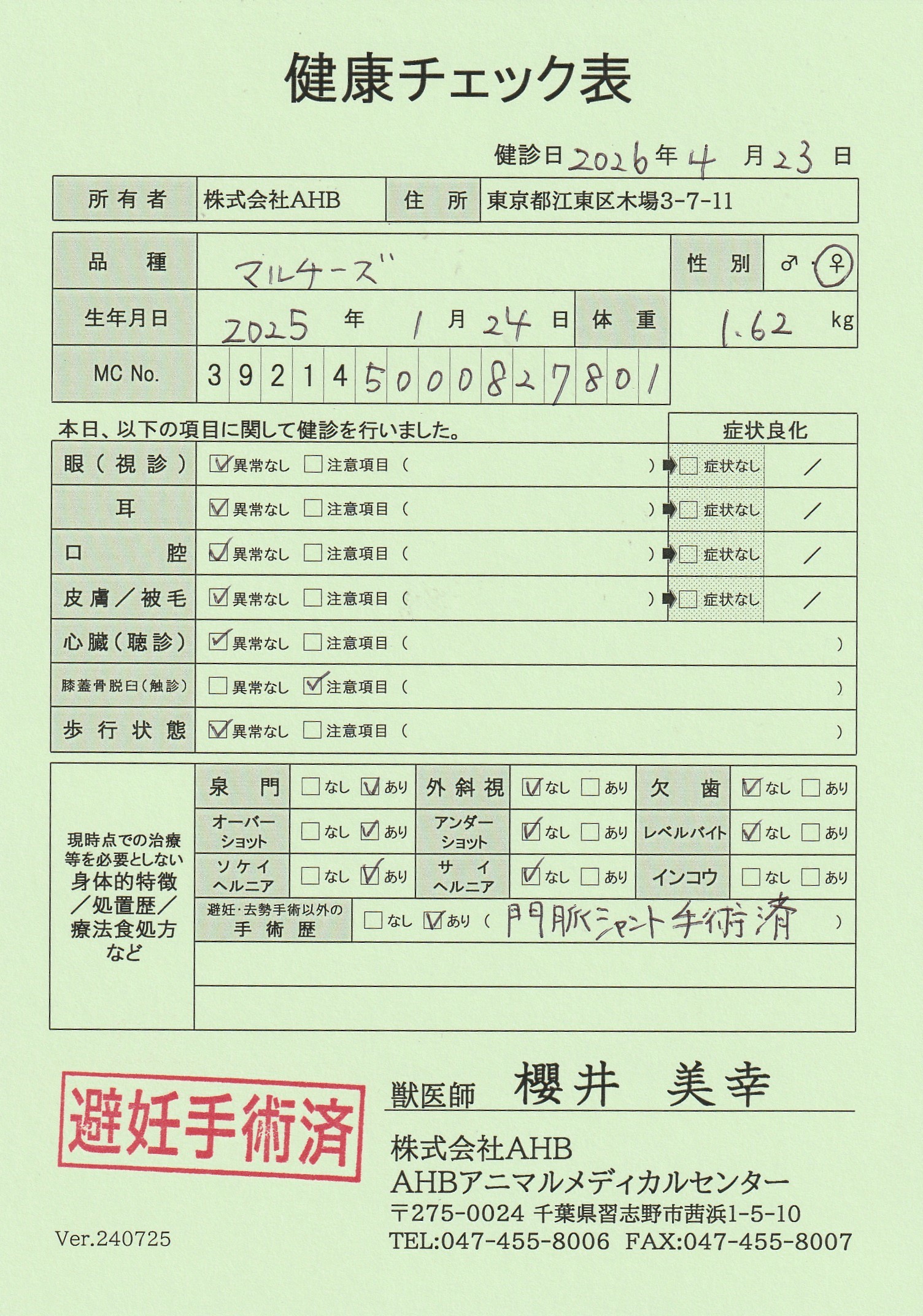 マルチーズ
