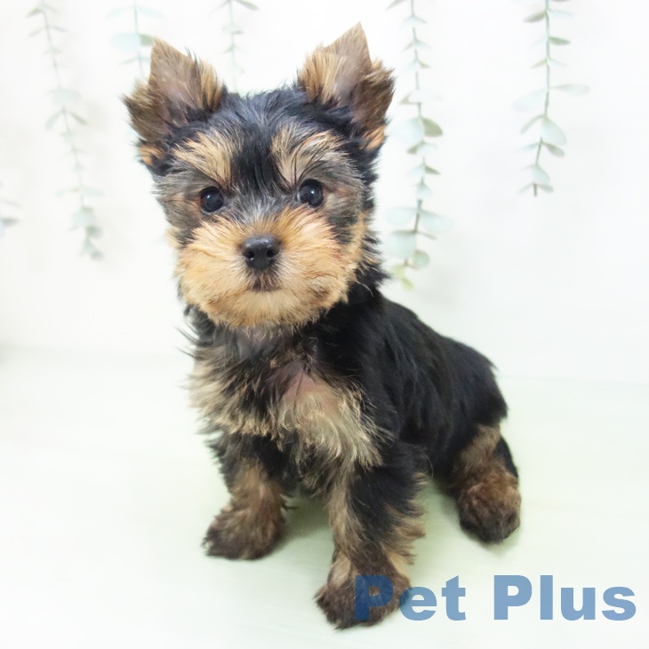 ヨークシャー・テリアの写真2