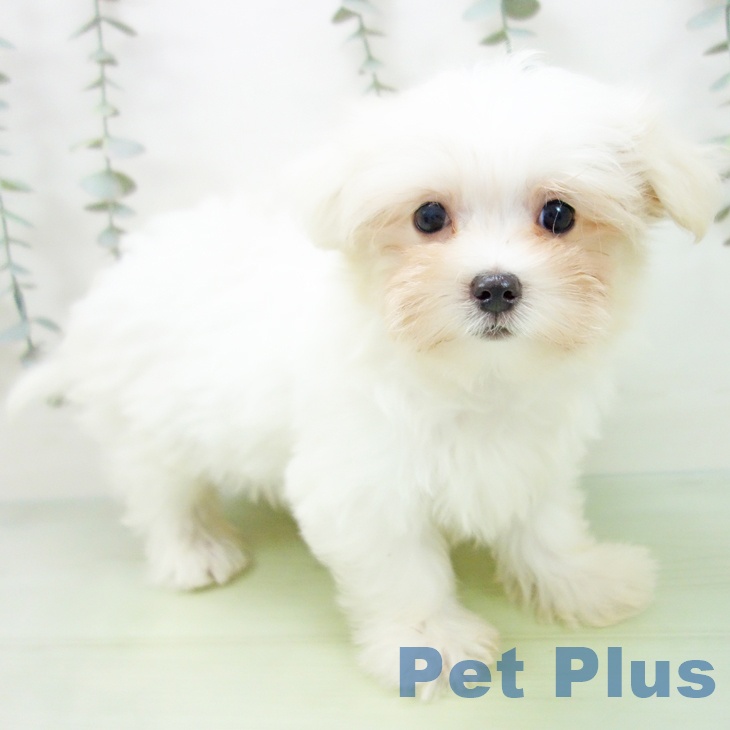 マルチーズの写真2