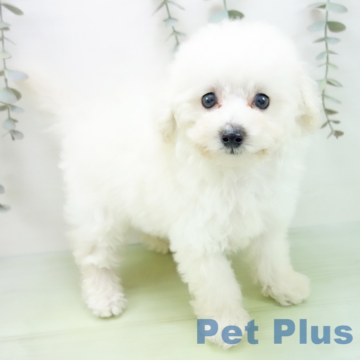 トイ・プードル