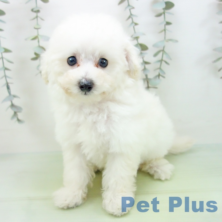 トイ・プードル