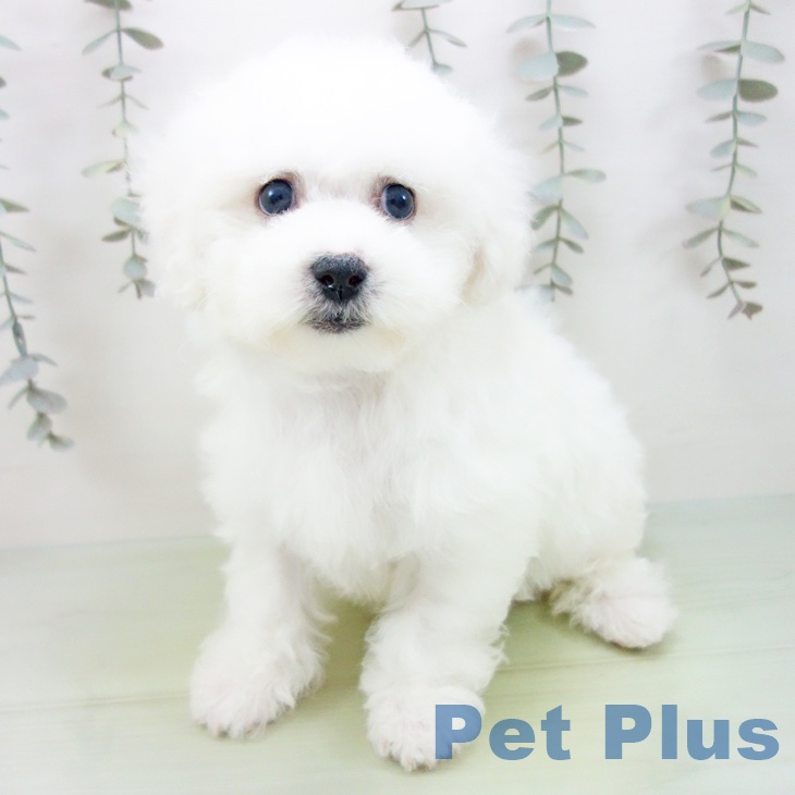 ビション・フリーゼ