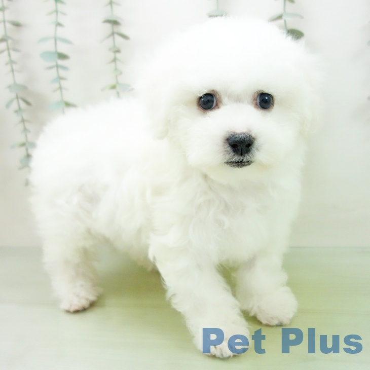 ビション・フリーゼの写真2