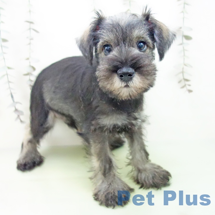 ミニチュア・シュナウザー