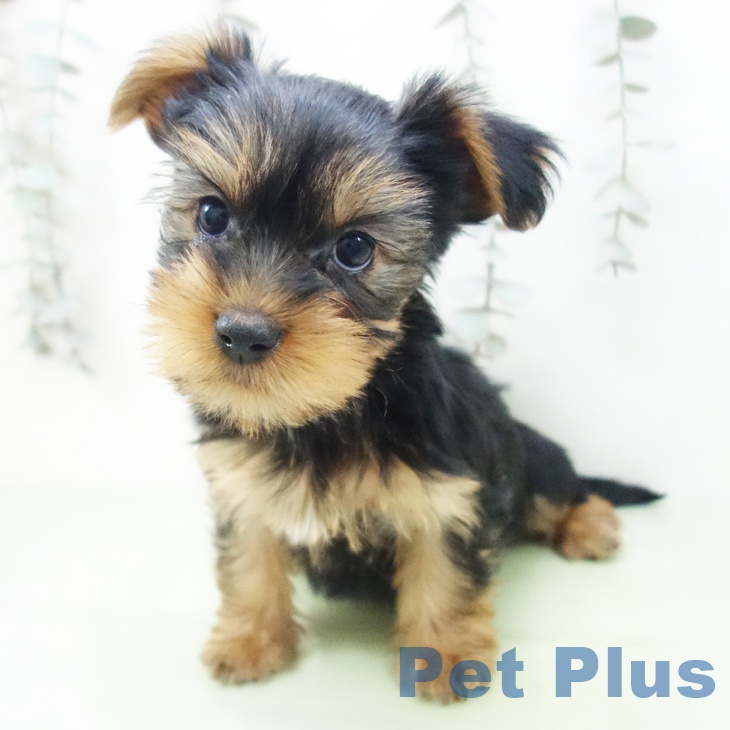 ヨークシャー・テリア