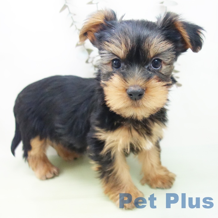 ヨークシャー・テリアの写真2