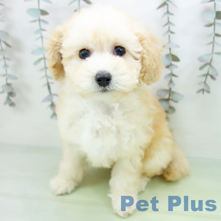 トイ・プードル