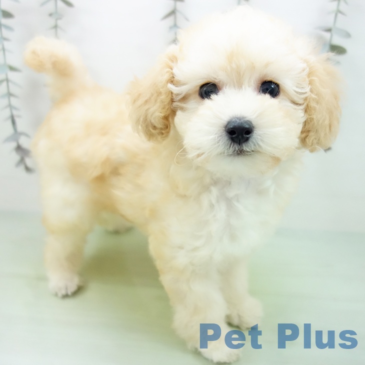 トイ・プードルの写真2