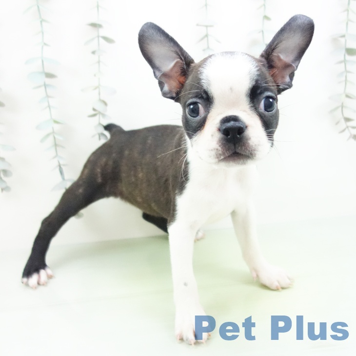 ボストン・テリア