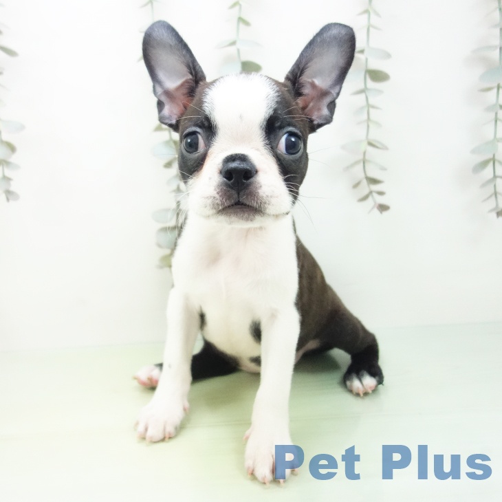 ボストン・テリアの写真2