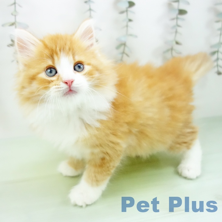 ノルウェージャンフォレストキャットの写真2