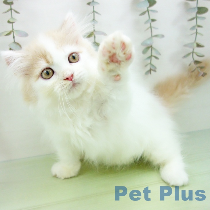 マンチカンの写真2