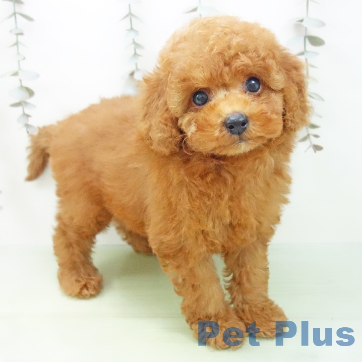 トイ・プードル