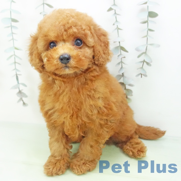 トイ・プードル