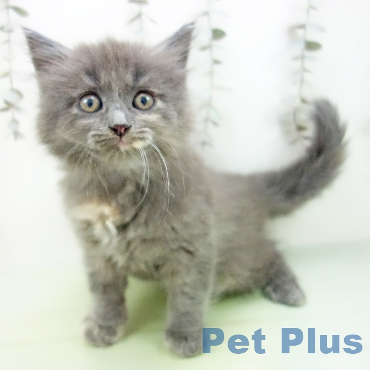 ラガマフィンの写真2