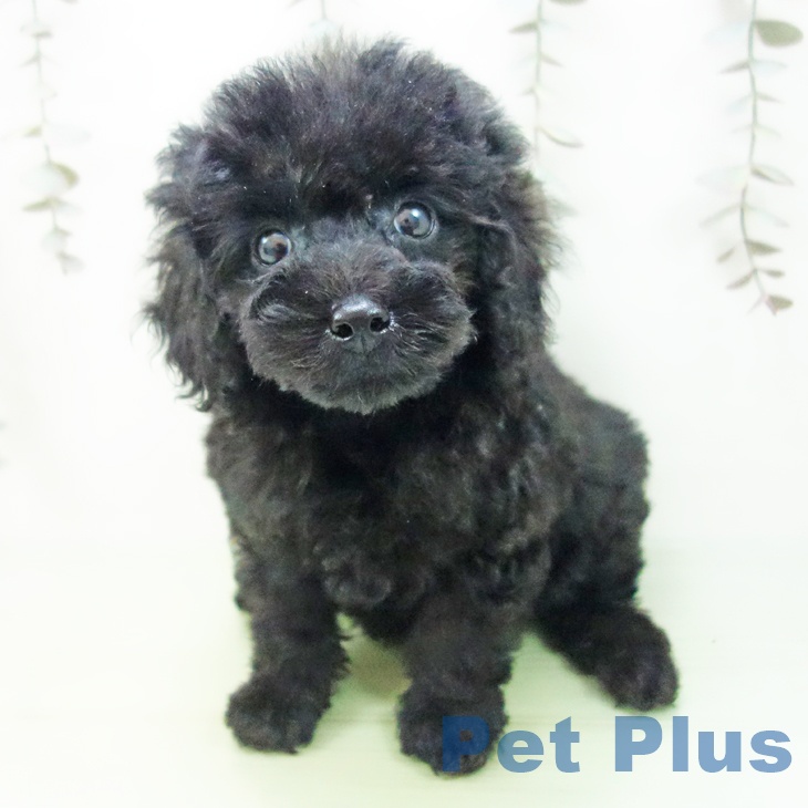 トイ・プードル