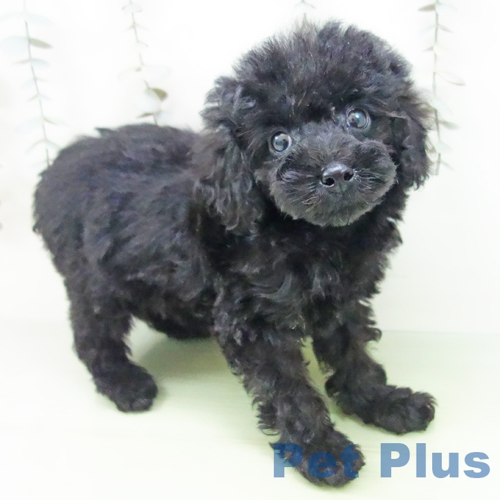 トイ・プードルの写真2