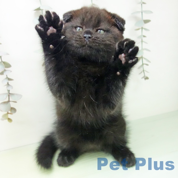 スコティッシュフォールド