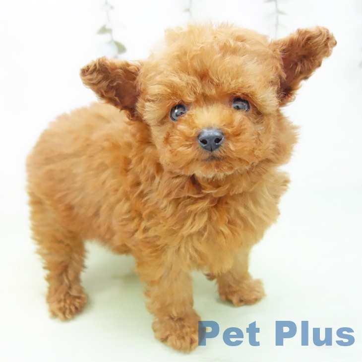 トイ・プードル